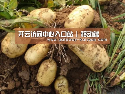 种植基地六