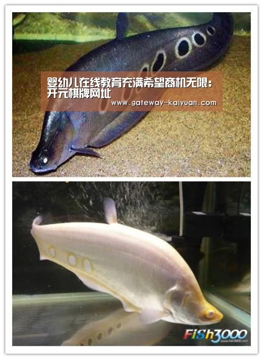 婴幼儿在线教育充满希望商机无限:开元棋牌网址(图1) 婴幼儿在线教育充满希望商机无限:开元棋牌网址(图1)